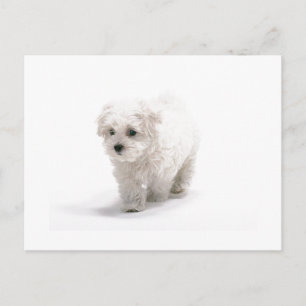 Bichon Frise Photo Postcard
