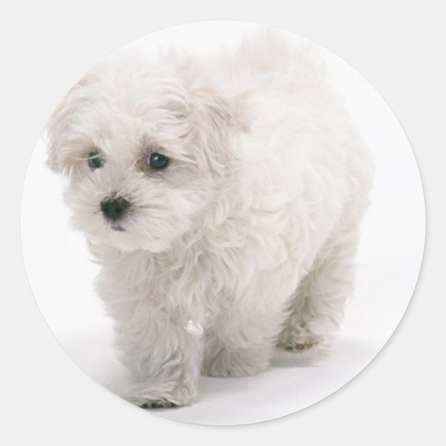 Bichon Frise Photo Stickers (Front)