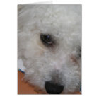 Bichon Frisé.png