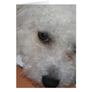 Bichon Frisé.png