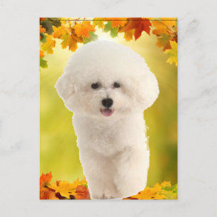 Bichon Frise Postcard