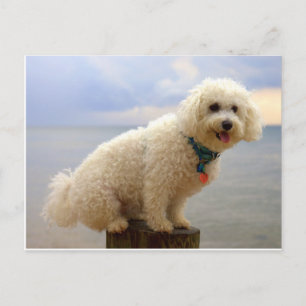 Bichon Frise Postcard