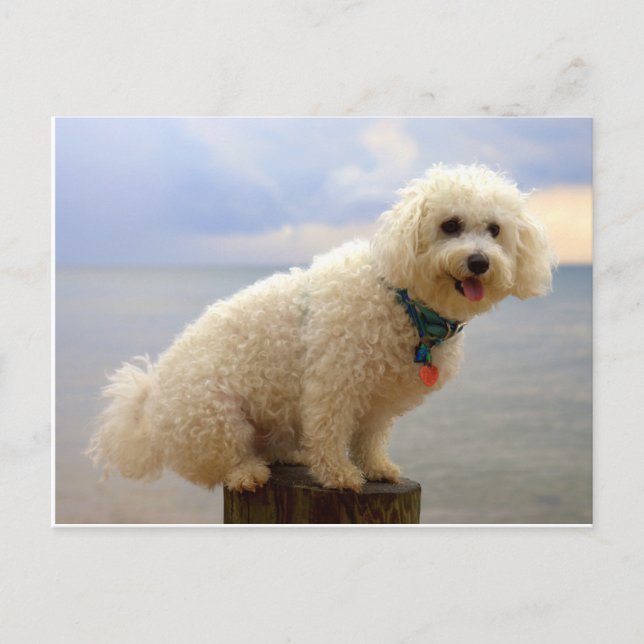 Bichon Frise Postcard (Front)