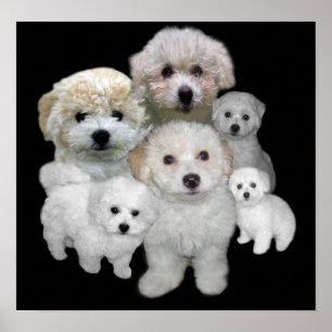 Bichon Frise Puppies Print