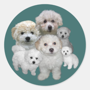 Bichon Frise Puppies Sticker