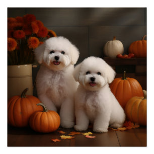 Bichon Frise Puppy Autumn Delight Pumpkin Poster