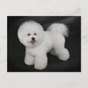 Bichon Frise Puppy Dog Blank Greeting Post Card