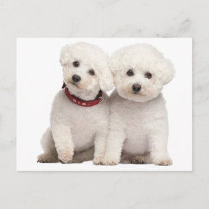 Bichon Frise Puppy Dog Blank Greeting Post Card