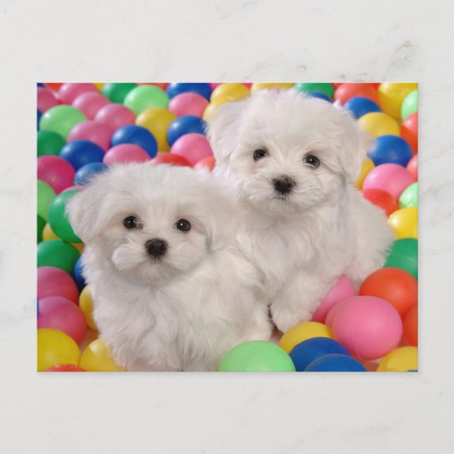 Bichon Frise Puppy Dog Blank Post Card (Front)