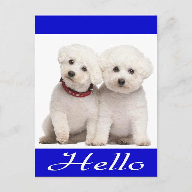 Bichon Frise Puppy Dog Hello Greeting Post Card (Front)