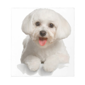Bichon Frise Puppy Notepad