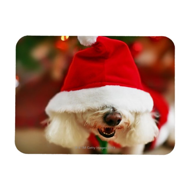 Bichon Frise puppy wearing Santa costume Magnet (Horizontal)