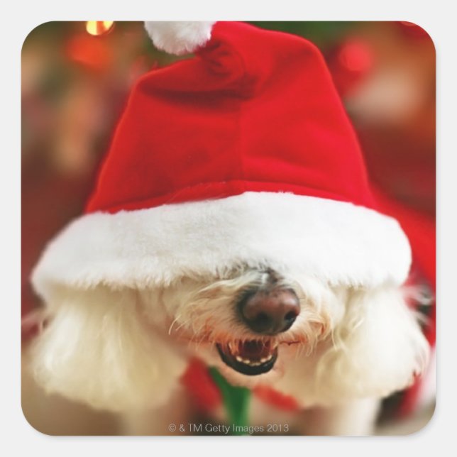 Bichon Frise puppy wearing Santa costume Square Sticker (Front)
