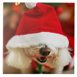 Bichon Frise puppy wearing Santa costume Tile
