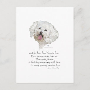 Bichon Frise Rainbow Bridge Postcard