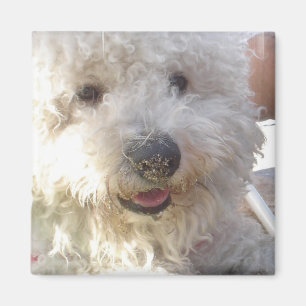 Bichon Frise Square Magnet