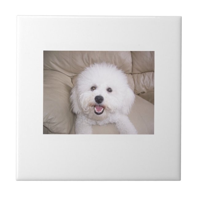Bichon Frise Tile (Front)