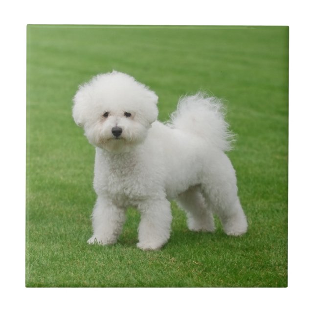 Bichon Frise Tile (Front)