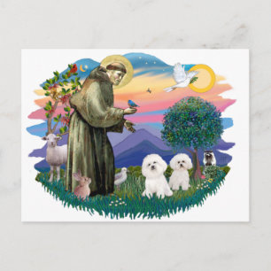 Bichon Frise (two) Postcard