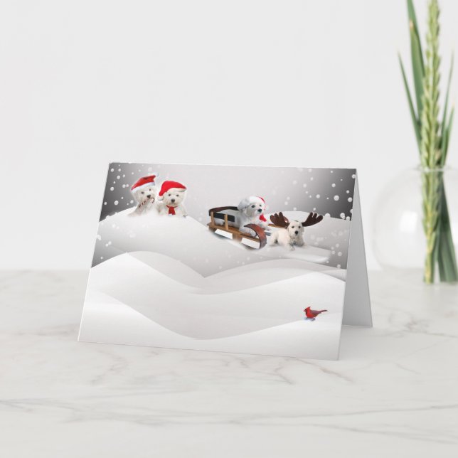 Bichon Frise une carte de voeux de Joyeux Noël (Devant)