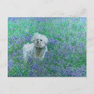 Bichon in the Blueonnets Postcard