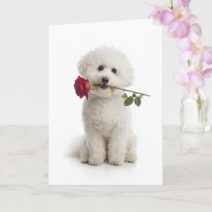 Bichon Valentine Card