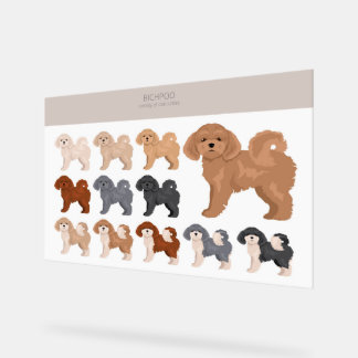 Bichpoo, Poochon, Bichon Poodle dog mix Acrylic Sign