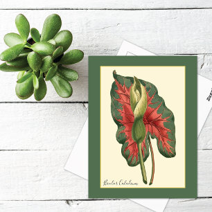 Bicolor Caladium Plant Postcard