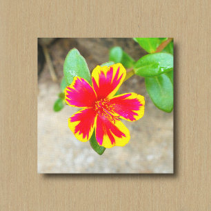Bicolored Red and Yellow Moss Rose Flower Canvas Print