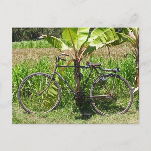 Bicycle under banana tree postcard (Front)