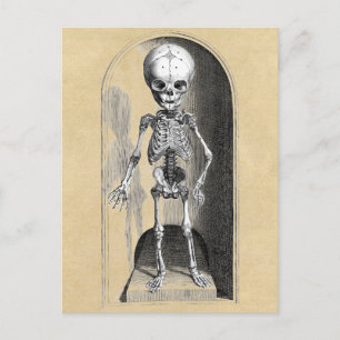 Bidloo Medical Illustration (Anterior) Postcard