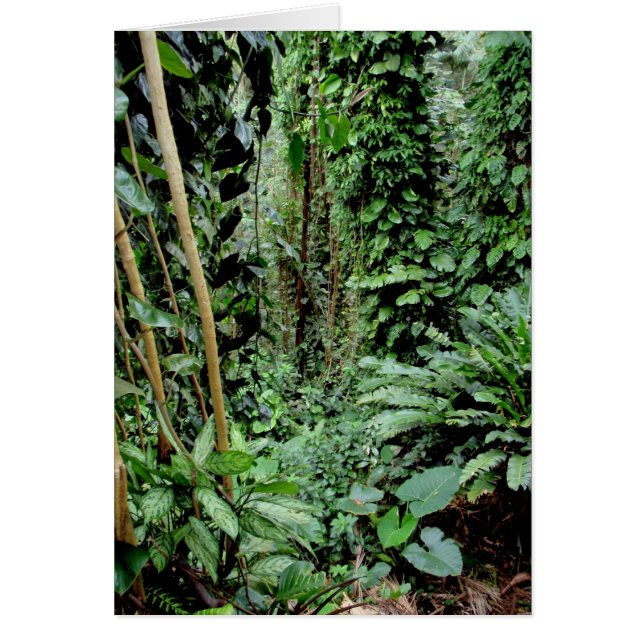 Bienvenue dans la Jungle (Devant)