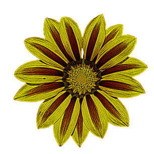 big and bold yellow flowers with red stripes daisy