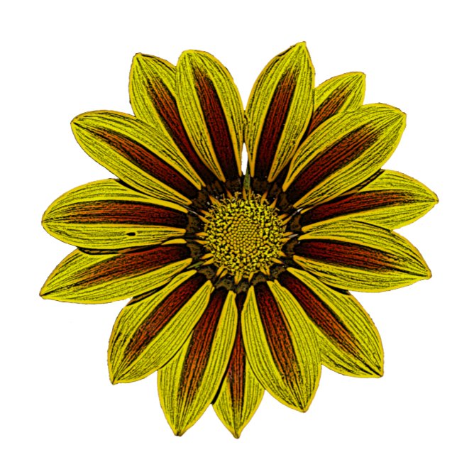 big and bold yellow flowers with red stripes daisy (Creator Uploaded)