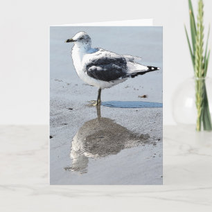 Big Baby Seagull - Blank Greeting Card