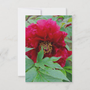 Big Bashful Burgundy Card