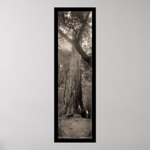 Big Basin Redwood Tree Photo 1907 Poster