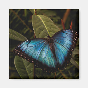 Big,beautiful , blue butterfly magnet