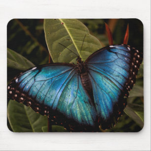 Big, beautiful, blue butterfly mouse pad