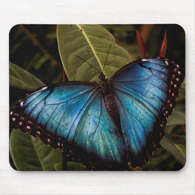 Big, beautiful, blue butterfly mouse pad (Front)