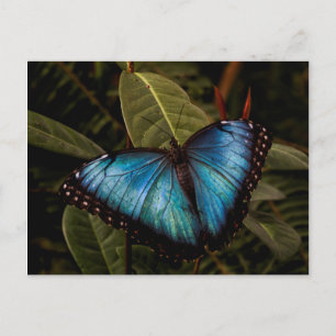 Big, beautiful, blue butterfly postcard
