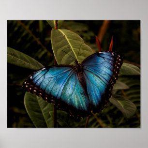 Big, beautiful, blue butterfly poster