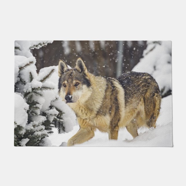 Big Beautiful Grey Wild Wolf in snow  Doormat (Front)