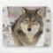 Big Beautiful Grey Wolf in the wild