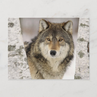 Big Beautiful Grey Wolf in the wild Postcard