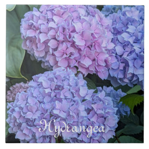 Big Beautiful Hydrangea Blooms Floral Tile