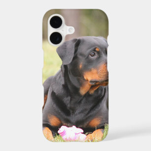 Big Beautiful Rottweiler
