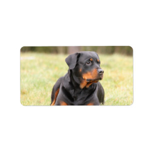 Big Beautiful Rottweiler Label