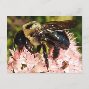 Big Bee 93 ~ postcard