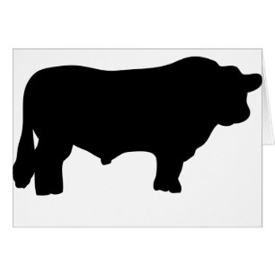 big black angus bull